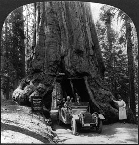 Wawona Tree