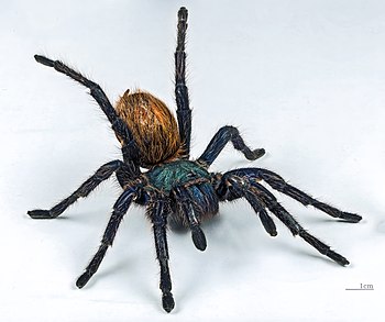 Greenbottle blue tarantula