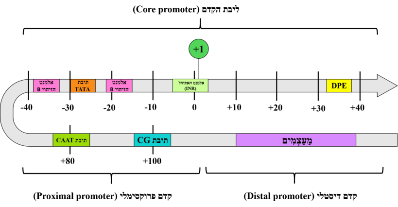 תרשים סכמטי זה מתאר את המבנה של קדם בגנים של יצורים איאוקריוטים ומדגיש את המרכיבים החשובים שלו. אזור הקדם מוצג כקטע של דנ"א בצבע אפרפר. אתר התחלת התעתוק מסומן בעיגול ירוק (1+) מעל מקטע הדנ"א.