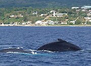 Humpback whale off the coast of ʻEua