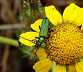 Anogcodes seladonius (Nacerdinae)