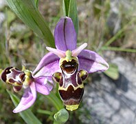 Ophrys scolopax