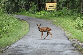 Axis axis (Chital)