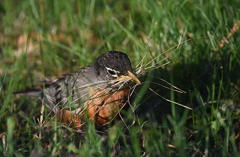 File:American Robin - 41856432691.jpg