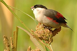 Blackcrownwaxbill.jpg