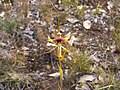 Butterfly orchid (C. lobata) near Mount Barker