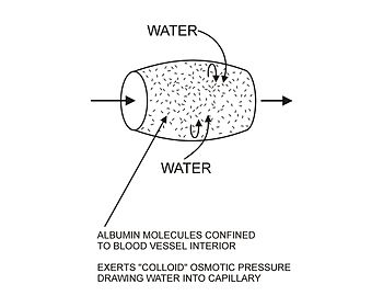 A diferenza dos movementos de pequenas moléculas orgánicas e inorgánicas no diagrama de arriba as proteínas do plasma (dos cales a albumina é o principal contribuínte) non poden pasar a través dos poros nas membranas capilares. Permanecen, por tanto, confinadas dentro do capilar. Cando a auga e as moléculas “cristaloides” saen do capilar, a concentración destas partículas, denominadas partículas osmóticas ”oncóticas” ou "coloidais", que quedan dentro do capilar, causa un efecto osmótico ”coloidal”.[6] Isto arrastra a auga de novo ao interior dos capilares.