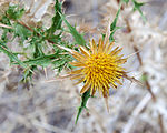 Carlina corymbosa