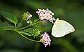 * Nomination: Close wing Nectaring of Catopsilia pomona (Fabricius, 1775) - Lemon Emigrant (Female) --Sandipoutsider 15:41, 27 October 2024 (UTC) * * Review needed