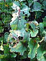 Beet greens eaten by cabbage moth (Mamestra brassicae) larvae