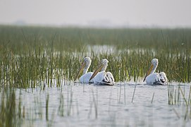 Des pélicans frisé au sanctuaire d'oiseaux de Nalsarovar, un site Ramsar. Le Gujarat est une zone d'hivernage importante.