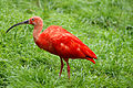 Ibis rosso