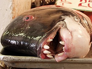 Kaliforniya Sheephead