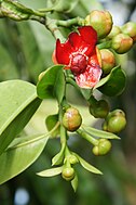 Άνθος Garcinia atroviridis.