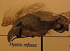 Hystrix refossa