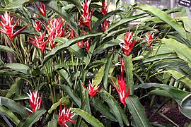 Heliconia angusta Red Holiday 3zz.jpg