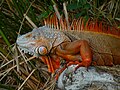 Igwana (iguana)