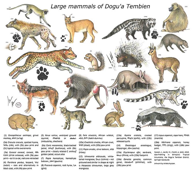 File:Large mammals of Dogu'a Tembien.jpg