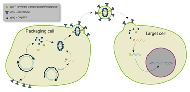 Lentiviral vector.png