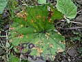 Górna powierzchnia liścia podbiału zaatakowanego przez Puccinia poarum