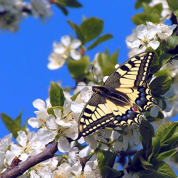 File:Papilio machaon01.jpg