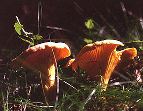 Golden (yellow) chanterelle(Cantharellus cibarius)