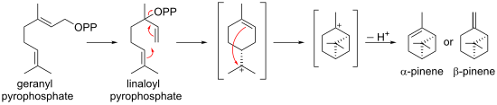 Biosynthese von Pinenen