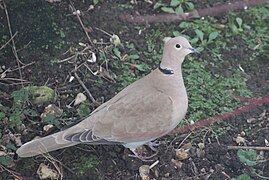 Streptopelia decaocto, Essonne, Île de France 4471.jpg