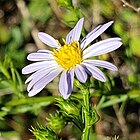 Symphyotrichum kentuckiense