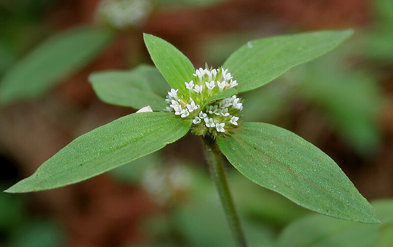 File:Spermacoce ocymoides W IMG 2963.jpg