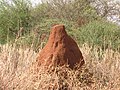 'n Termiethoop in Kenia