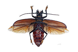 Museum specimen ♂