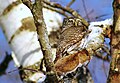 Eurasian pygmy owl