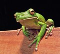 White-lipped tree frog