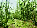 La forêt du Duc, une forêt moussue 1.