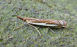 63.087 BF1299 Crambus hamella (3130676161).jpg