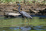 Egretta tricolor Deutsch: Dreifarbenreiher English: Tricolored Heron