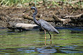 Tricolored Heron, Costa Rica