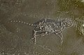 Fossil, Messel