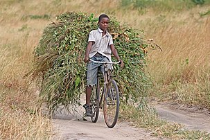 Jeune garçon tanzanien transportant du fourrage sur sa bicyclette pour nourrir le bétail de sa famille. (définition réelle 1 800 × 1 200)