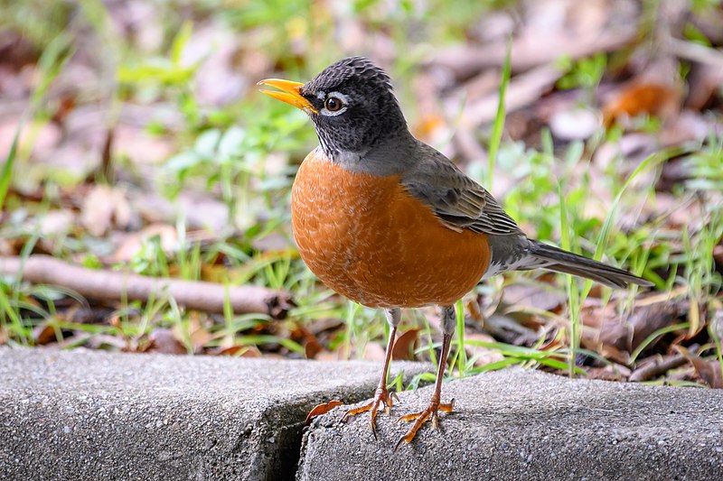 File:American Robin (40105224925).jpg