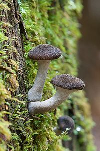 Armillaria hinnulea