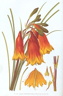 Blandfordia grandiflora