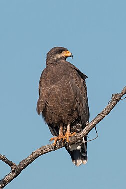 Falcão-negro-cubano (Buteogallus anthracinus gundlachii) em Cuba (definição 2 715 × 3 027)