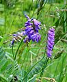 Vogel-Wicke (Vicia cracca)