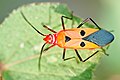 Dysdercus cingulatus (red cotton stainer)