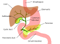 Accessory digestive system.