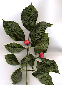 Euonymus europaeus.jpg