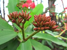 Euphorbia milii buds.jpg