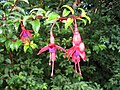 Le fuchsia de Magellan est abondamment planté dans les haies d'Irlande.